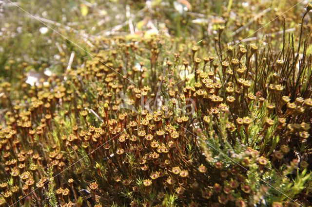 haircap moss (Polytrichum commune)