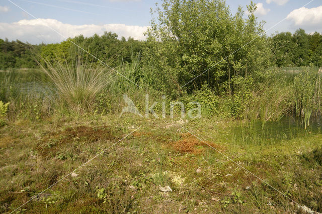 Gewoon haarmos (Polytrichum commune)