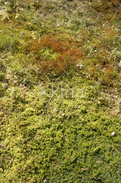 haircap moss (Polytrichum commune)