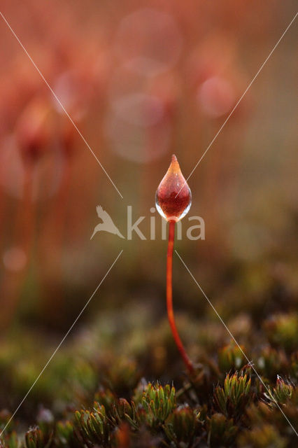 haircap moss (Polytrichum commune)