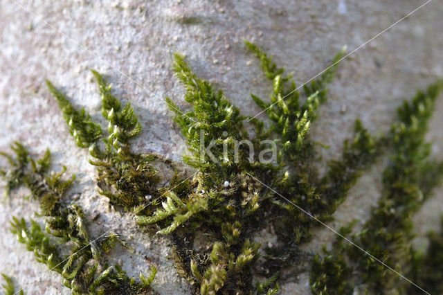 Cypress-leaved Plait-moss (Hypnum cupressiforme)