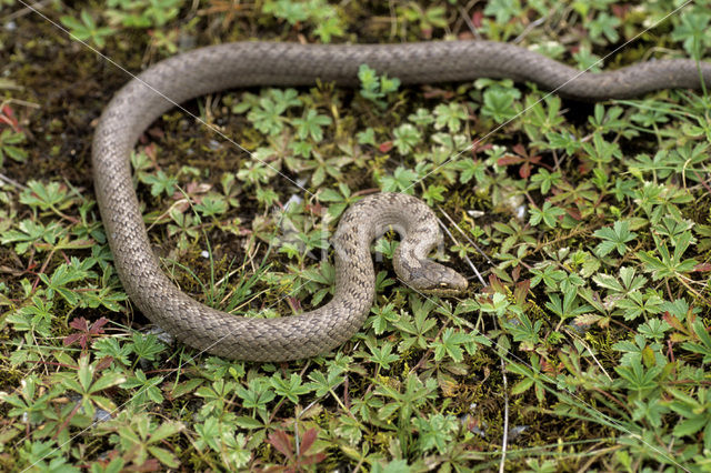 Smooth Snake (Coronella austriaca)