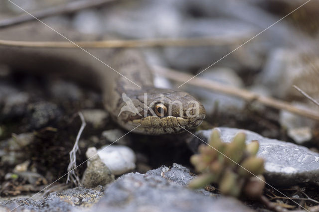 Gladde slang (Coronella austriaca)