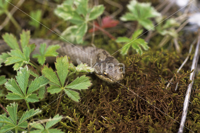 Gladde slang (Coronella austriaca)