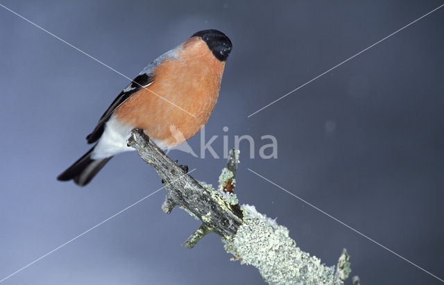 Eurasian Bullfinch (Pyrrhula pyrrhula)