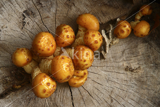 Goudvliesbundelzwam (Pholiota aurivella)