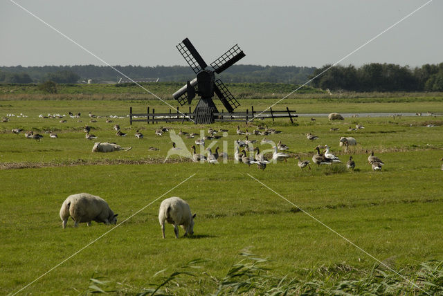 Grauwe Gans (Anser anser)