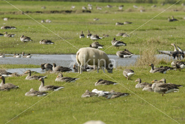 Grey Lag-Goose (Anser anser)