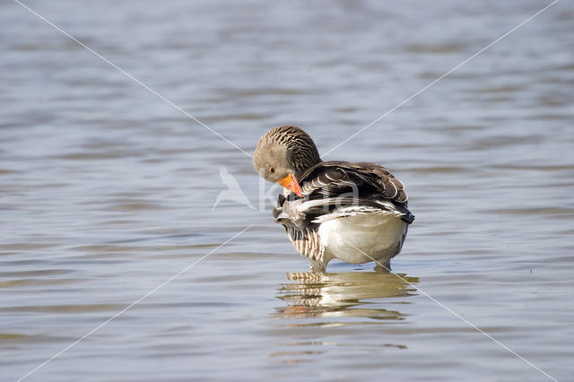 Grauwe Gans (Anser anser)