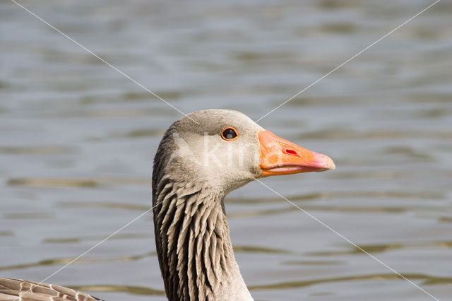 Grey Lag-Goose (Anser anser)