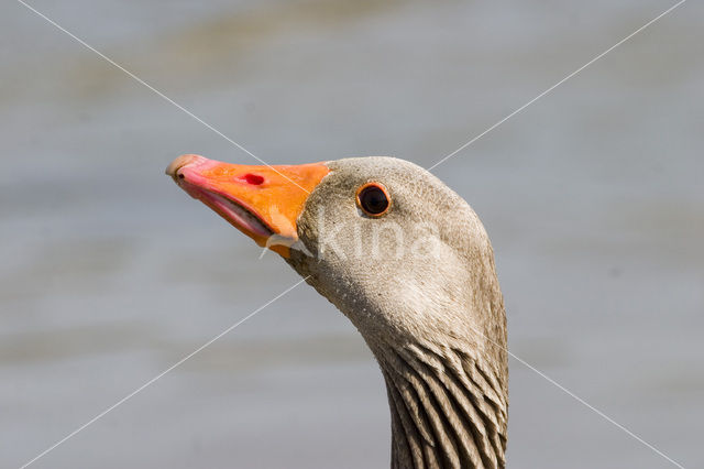 Grey Lag-Goose (Anser anser)