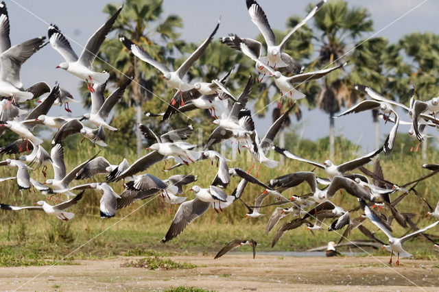 Grey-headed Gull (Larus cirrocephalus)