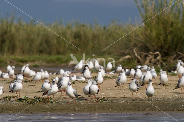 Grijskopmeeuw (Larus cirrocephalus)