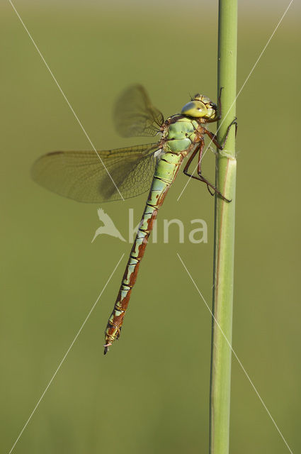 Green Hawker (Aeshna viridis)