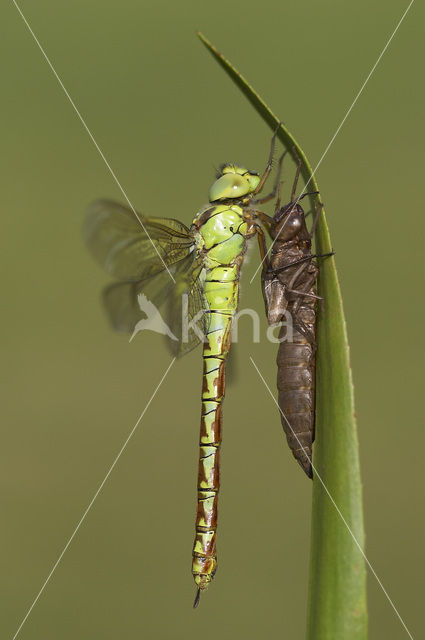 Green Hawker (Aeshna viridis)