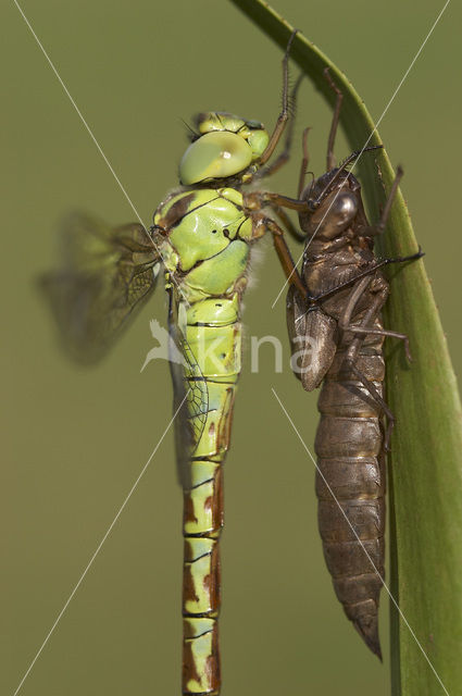 Green Hawker (Aeshna viridis)