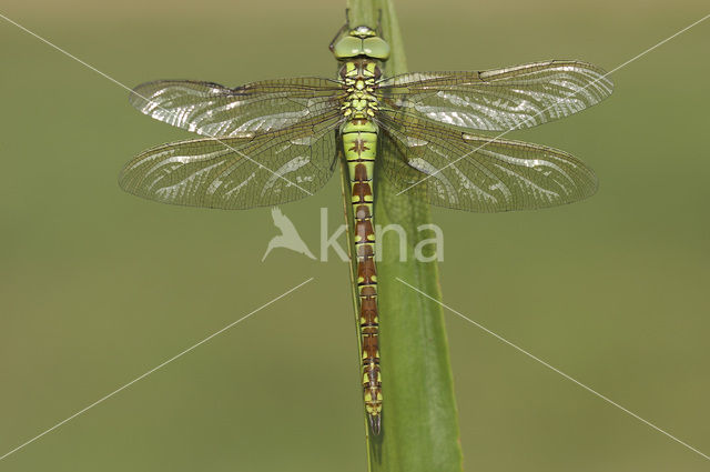 Green Hawker (Aeshna viridis)