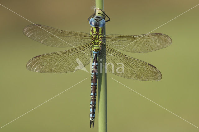 Green Hawker (Aeshna viridis)