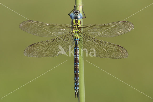 Green Hawker (Aeshna viridis)