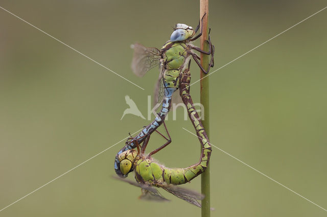 Green Hawker (Aeshna viridis)
