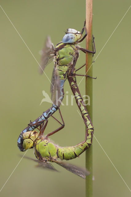 Green Hawker (Aeshna viridis)