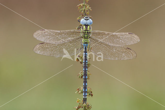 Green Hawker (Aeshna viridis)