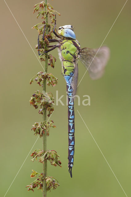 Green Hawker (Aeshna viridis)