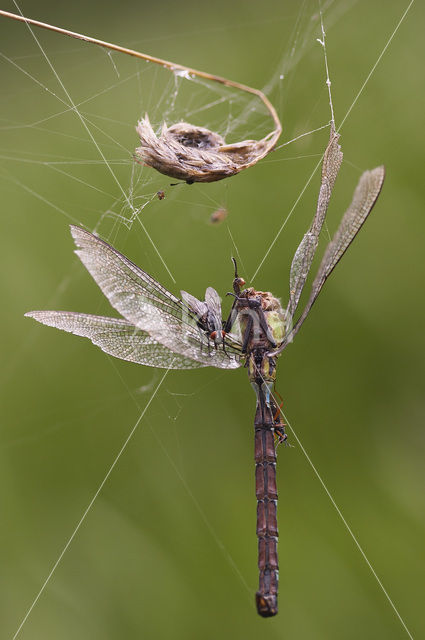 Green Hawker (Aeshna viridis)