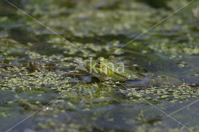 green frog (Rana esculenta