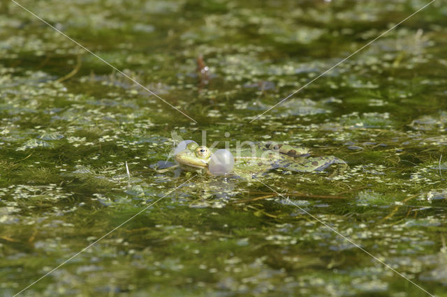 green frog (Rana esculenta