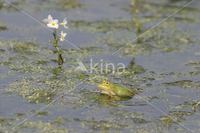 green frog (Rana esculenta