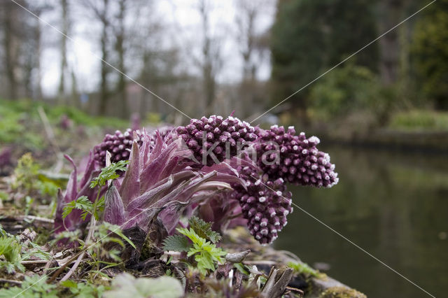 Groot hoefblad (Petasites hybridus)