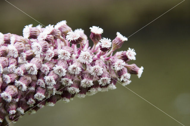 Butterbur (Petasites hybridus)