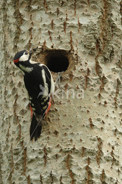 Great Spotted Woodpecker (Dendrocopos major)