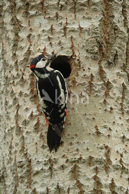 Great Spotted Woodpecker (Dendrocopos major)