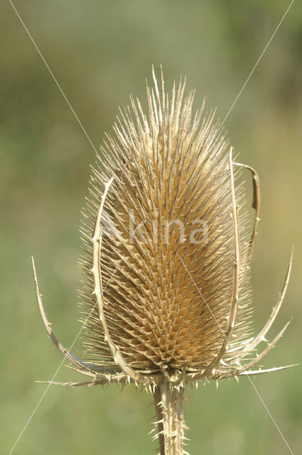 Grote kaardebol (Dipsacus fullonum)