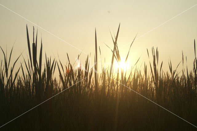 Grote lisdodde (Typha latifolia)