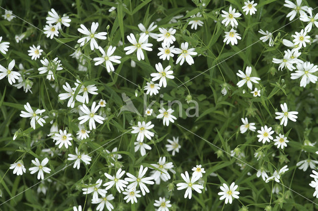 Greater Stitchwort (Stellaria holostea)