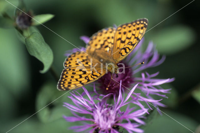 Dark Green Fritillary (Argynnis aglaja)