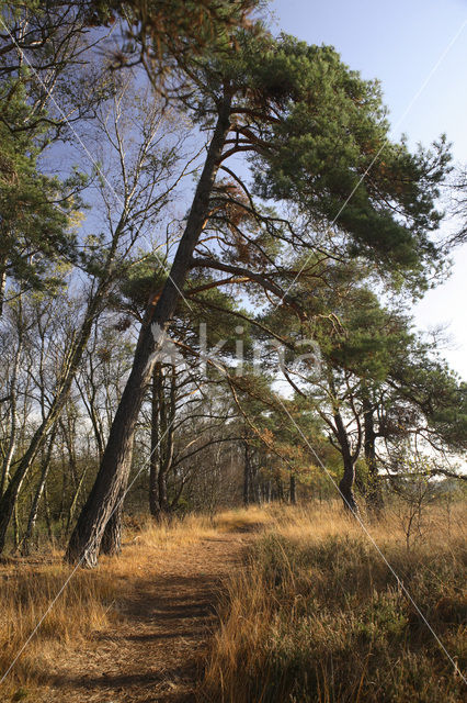 Grove den (Pinus sylvestris)