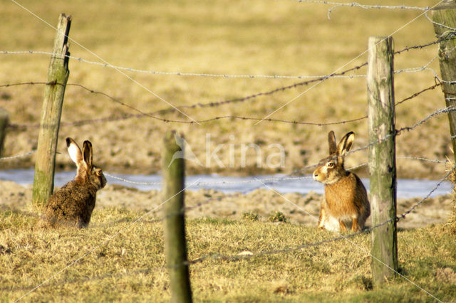 Haas (Lepus europaeus)