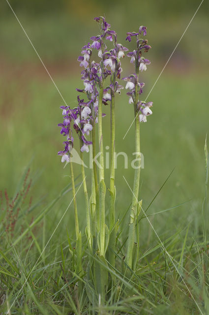 Green-winged Orchid (Anacamptis morio