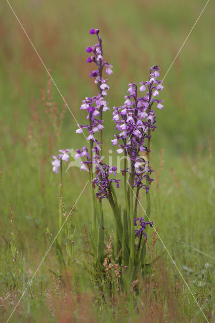 Harlekijnorchis