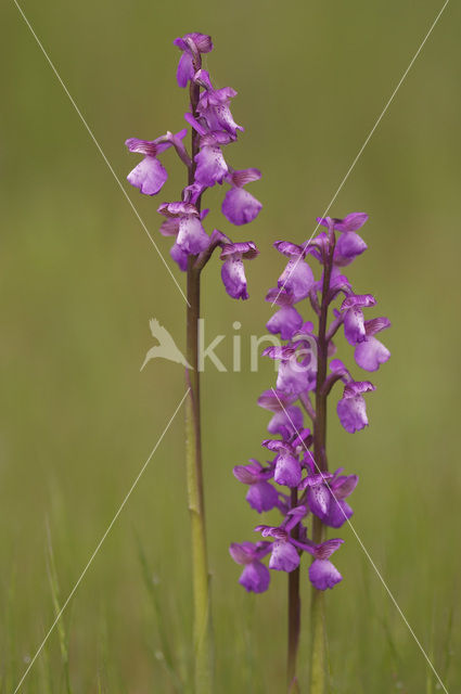 Green-winged Orchid (Anacamptis morio