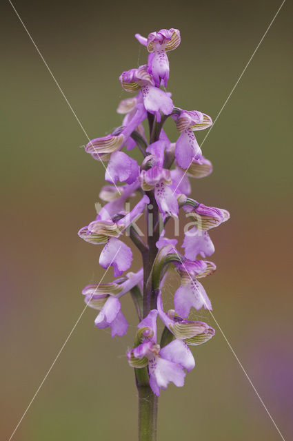 Green-winged Orchid (Anacamptis morio