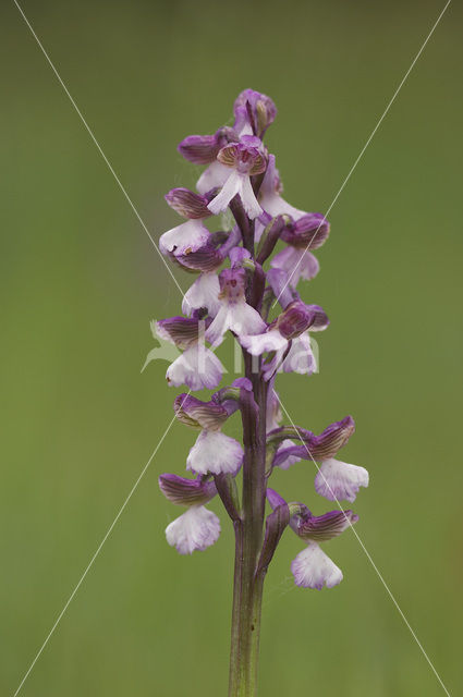 Green-winged Orchid (Anacamptis morio