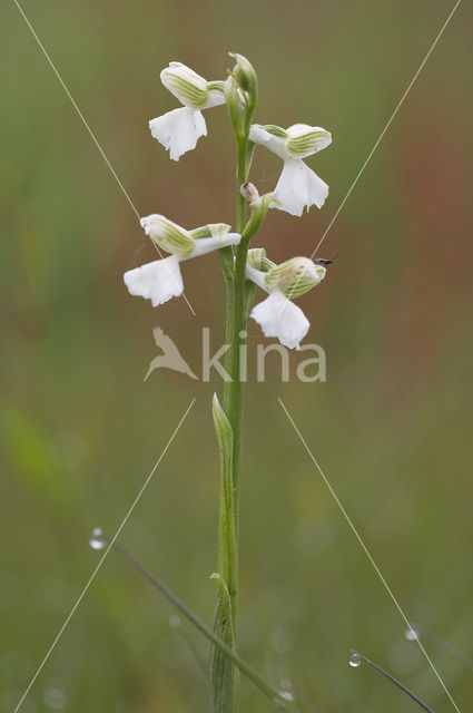 Green-winged Orchid (Anacamptis morio