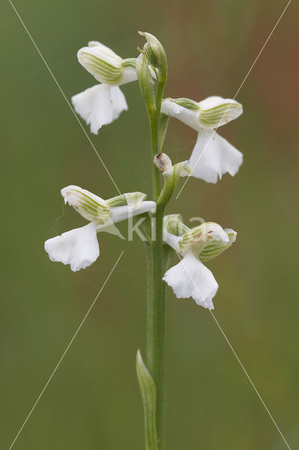 Green-winged Orchid (Anacamptis morio