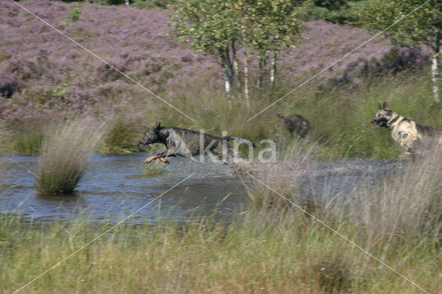 Dog (Canis domesticus)