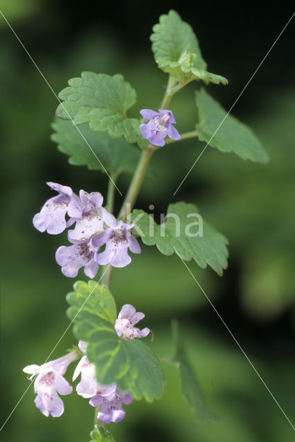 Hondsdraf (Glechoma hederacea)